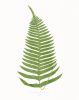 Fern Print Set, Fern Prints set of 4, set of 4 fern prints | Prints by Capricorn Press. Item composed of paper in boho or minimalism style