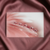 Pink Floral Art Prints: Peace - Dew Drops on Petals | Photography by PIPA Designs