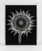 EXPOSED AUTUMN — DRIED SUNFLOWER | Decorative Objects by Exposedart