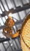Alan Mizrahi AK4001 Tropical Vintage | Chandeliers by Alan Mizrahi Lighting Design