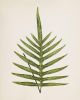 Fern Print Set, Fern Prints set of 8, set of 8 fern prints | Prints by Capricorn Press. Item composed of paper in boho or minimalism style