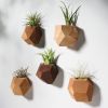 GEORGIA Geometric Wood Air Plant Holder | Living Wall in Plants & Landscape by Untitled_Co