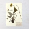 Vintage Pressed Botanical #11 | Pressing in Art & Wall Decor by Farmhaus + Co.