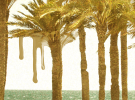 Palm Grove | Photography by Louise O'Gorman