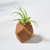 GEORGIA Elm Air Plant Holder | Planter in Vases & Vessels by Untitled_Co