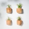 GEORGIA Beech Air Plant Holder | Planter in Vases & Vessels by Untitled_Co