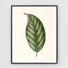 Botanical Print Set, Set of 4 botanical prints, Antique | Paintings by Capricorn Press. Item composed of paper in boho or country & farmhouse style