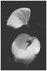large black and white prints, large black and white wall art | Prints by Capricorn Press. Item composed of paper in boho or minimalism style