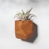 GEORGIA Elm Air Plant Holder | Planter in Vases & Vessels by Untitled_Co