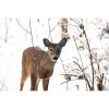 Photograph • Snowy Deer, Winter, Wildlife, Nature Photograph | Photography by Honeycomb. Item composed of metal & paper