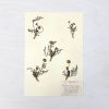 Vintage Pressed Botanical #6 | Pressing in Art & Wall Decor by Farmhaus + Co.