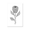 Protea Giclée Print | Prints by Odd Duck Press. Item made of paper