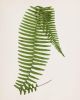 Fern Print Set, Fern Prints set of 8, set of 8 fern prints | Prints by Capricorn Press. Item composed of paper in boho or minimalism style