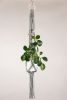 Sage Plant Hanger | Plants & Landscape by Modern Macramé by Emily Katz. Item made of cotton