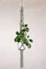 Sage Plant Hanger | Plants & Landscape by Modern Macramé by Emily Katz. Item made of cotton