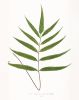 Fern Print Set, Fern Prints set of 4, set of 4 fern prints | Prints by Capricorn Press. Item composed of paper in boho or minimalism style