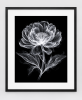 EXPOSED 006 — MADONNA LILY | Decorative Objects by Exposedart