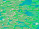 The Waterlilies | Photography by Louise O'Gorman