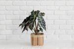 6" Alocasia Poly + Planter Basket | Vases & Vessels by NEEPA HUT. Item made of wood with fiber