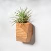 GEORGIA Red Oak Air Plant Holder | Planter in Vases & Vessels by Untitled_Co