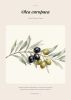 Botanical Watercolor Art Prints Bundle 18 Pages Printable Wall Art Eucalyptus Peony Olive Monstera Lavender Digital Download A4 Home Decor | Digital Art in Art & Wall Decor by Colorize Paper Studio
