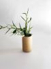 Sprinkles on Speckles Vase | Vases & Vessels by OBJECT-MATTER / O-M ceramics