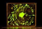 LichenIt - Wood and Resin decorative lighting display | Mixed Media by Scott Williams - Unique Originals