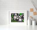 Photograph • Mushrooms, Fungi, PNW, Oregon, Macro | Photography by Honeycomb. Item made of metal with paper