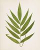 Fern Print Set, Fern Prints set of 8, set of 8 fern prints | Prints by Capricorn Press. Item composed of paper in boho or minimalism style