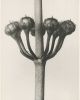 Set of 9 botanical prints by Karl Blossfeldt | Photography by Capricorn Press. Item made of paper works with boho & minimalism style
