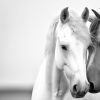 American Dream - Square | Prints by Western Mavrik