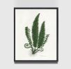 Botanical Print Set of 3, Fern Print Set, Set of Fern Prints | Prints by Capricorn Press. Item composed of paper in boho or minimalism style
