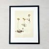 Vintage Pressed Botanical #24 | Pressing in Art & Wall Decor by Farmhaus + Co.