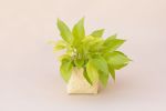 6" Neon Pothos + Planter Basket | Plant Hanger in Plants & Landscape by NEEPA HUT. Item made of wood