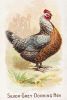 Vintage Hen Print Set of 2, Vintage Farmhouse Chicken Art | Prints by Capricorn Press. Item composed of paper in boho or minimalism style
