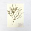Vintage Pressed Botanical #19 | Pressing in Art & Wall Decor by Farmhaus + Co.