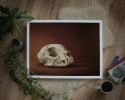 Cranium Felinum | Prints by The Ugly Cat Studio