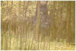 Lost in the forest #4 | Photography by Louise O'Gorman