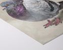 Majestic Fat Bird | Work by Catherine H