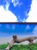 Abandoned Beach Art By Moss Art Installations | Decorative Frame in Decorative Objects by Moss Art Installations