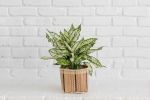 6" First Diamond + Basket | Planter in Vases & Vessels by NEEPA HUT. Item composed of wood