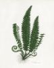 Botanical Print Set of 3, Fern Print Set, Set of Fern Prints | Prints by Capricorn Press. Item composed of paper in boho or minimalism style