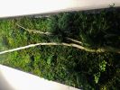 Statement Wall Art - Real Plant Green Moss Wall Art Large | Sculptures by Sarah Montgomery