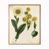 Farmhouse Botanical Print Set, Set of 4 botanical prints | Prints by Capricorn Press. Item composed of paper compatible with boho and country & farmhouse style