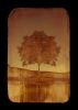 Copper Tree | Photography by Louise O'Gorman