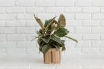 6" Tineke Rubber Plant + Basket | Planter in Vases & Vessels by NEEPA HUT. Item made of wood