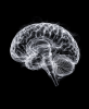 EXPOSED 005 — BRAIN | Decorative Objects by Exposedart