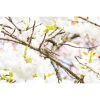 Photograph • Cherry Blossoms, PNW, Oregon, Bird Photography | Photography by Honeycomb. Item composed of metal & paper