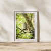 Photograph • Owlet, Nature, Woodland, Barred Owl | Photography by Honeycomb. Item composed of metal and paper