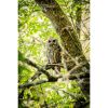 Photograph • Owlet, Nature, Woodland, Barred Owl | Photography by Honeycomb. Item composed of metal and paper